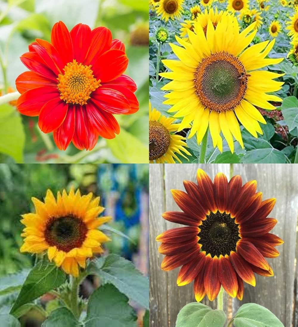 Mini sunflower seeds for planting beez planting sunflower mix